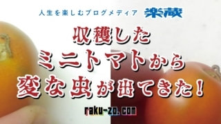 収穫したミニトマトから変な虫が出てきた!タイトル画像